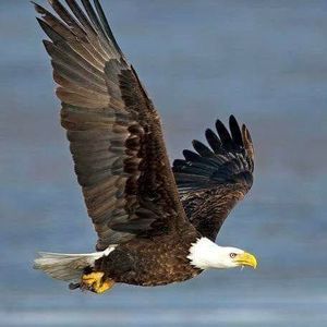 Meet your Posher, Terrald